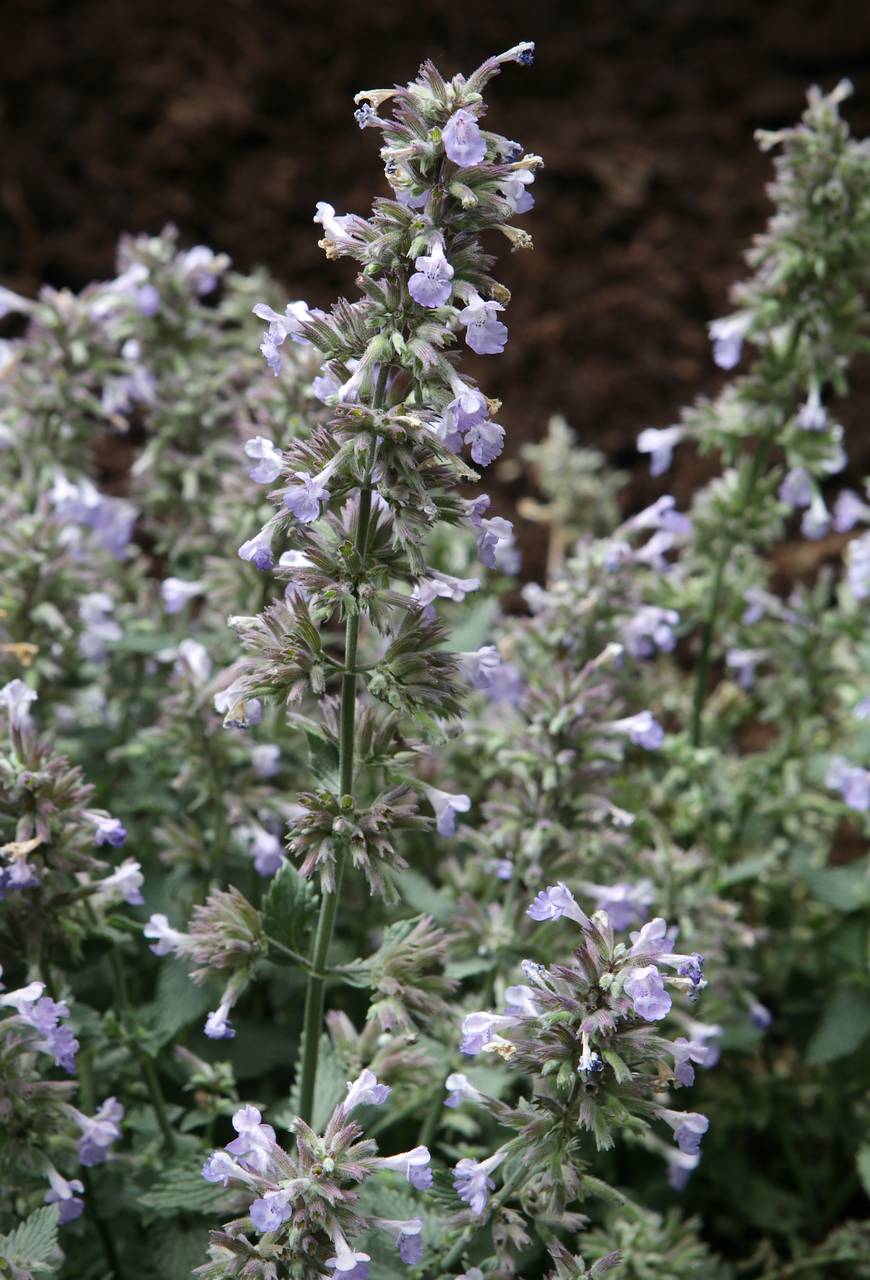 Photo of Catmint